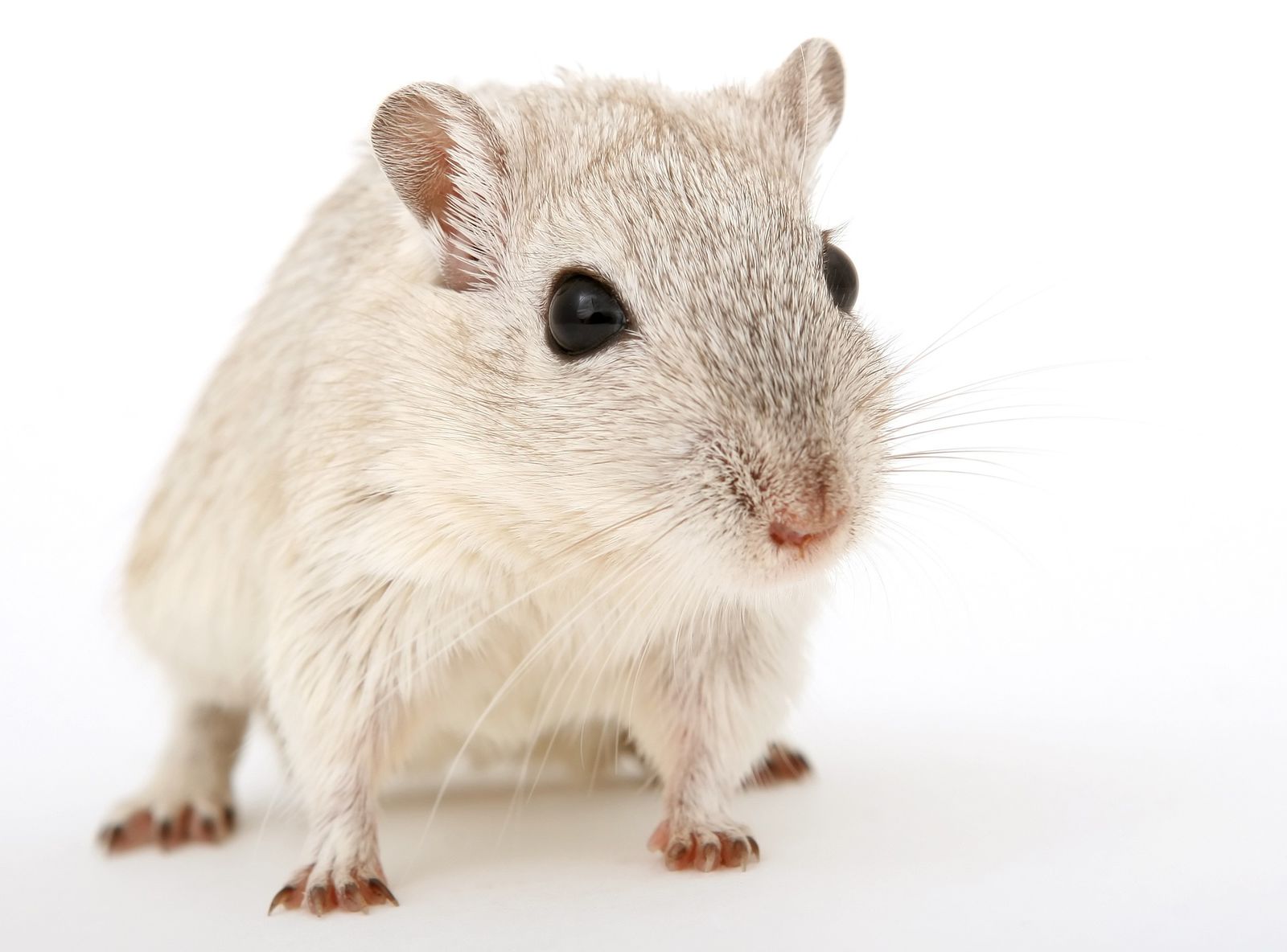 Does car insurance cover mice damage?